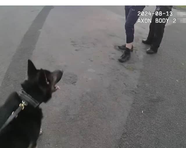 'Don't bite me!' Police dog catches burglar in the act