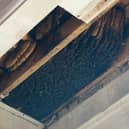 10,000 bees were found living above this East London pub for 10 years before being discovered. 