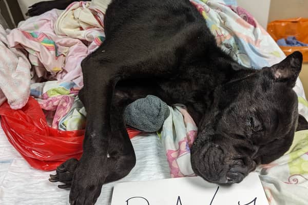 Bella was starved to death, and found to have chewed up toothbrushes in stomach, after RSPCA found her body