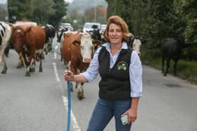 Margaret Lees with her cows as they cross the road from Park Farm in Ramsbottom.