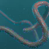 Rwanda declared an outbreak of the Marburg virus on September 27.