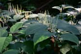 The rapid spread of Japanese knotweed is creating a crisis across the UK