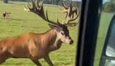 Video grab of a stag charging Chris Ivemey's car in Woburn Abbey Deer Park.  