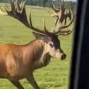 Video grab of a stag charging Chris Ivemey's car in Woburn Abbey Deer Park.  
