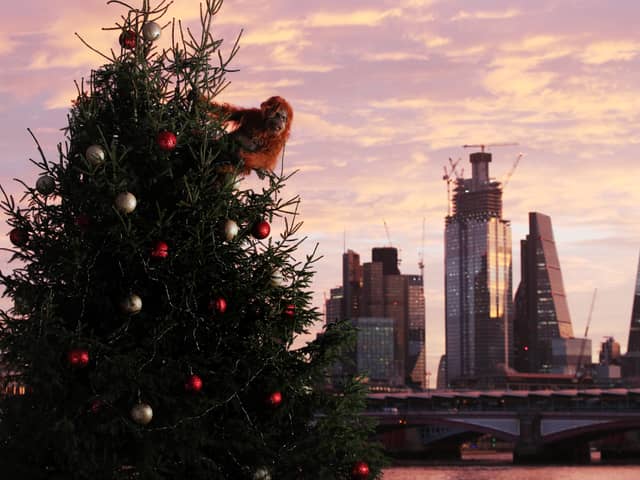 An ultra-realistic animatronic orangutan climbs a 20ft Christmas Tree at Coin Street Observation Point, London to highlight the threat to the survival of the species due to deforestation caused by palm-oil production, following Iceland's Christmas advert being banned.