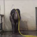 Mary the elephant takes a shower.