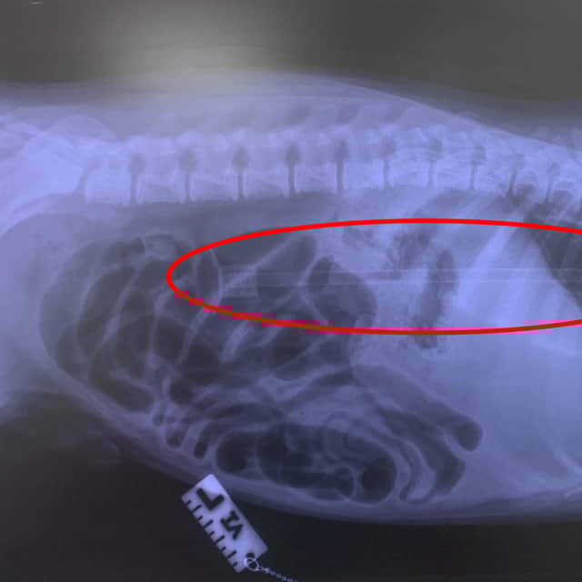 Incredible footage shows a vet saving a puppy's life - by removing a 20 inch arrow from his tummy.