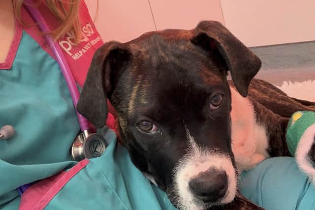 Bruno the dog recovering after the surgery at Manchester PDSA Pet Hospital