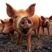 A poll of 2,000 meat-eaters found the youngest generation are most conscious about where their food originated from
