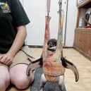 Flop the Humboldt penguin in the baby bouncer.