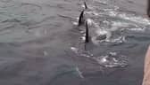 Donna Marie Woodhouse had an incredibly close encounter with a pod of orcas.