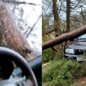 Huge tree trunk crashes down on driver’s windscreen.