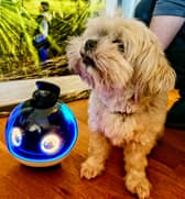 review of the Enabot X pet and family companion robot