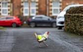 Rescue chicken, Billie Jean, roams the roads in Cam near Dursley, Gloucestershire, while wearing her high vis jacket.