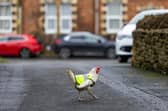 Rescue chicken, Billie Jean, roams the roads in Cam near Dursley, Gloucestershire, while wearing her high vis jacket.