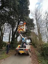 Otto the cat being rescued from a 40 feet-tall tree by Knighton Countryside Management in Weymouth, Dorset.  