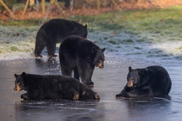 North American black bears playing on the ice at Woburn Safari Park in Bedfordshire.