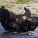 North American black bears playing on the ice at Woburn Safari Park in Bedfordshire.
