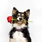 The survey was commissioned by The Kennel Club ahead of Crufts next month