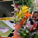 There are apps for IDing plants, birdsong, and even star constellations
