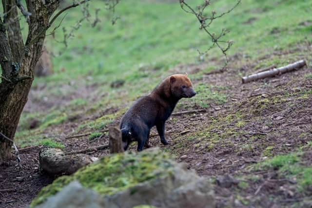 Woburn Safari Park's new male bush dog ventures outside.