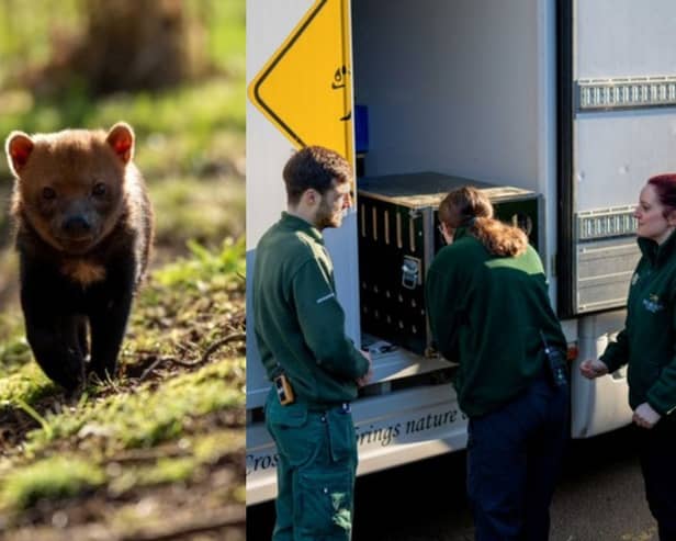 Bush dogs return to Woburn Safari Park.