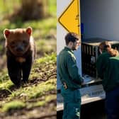 Bush dogs return to Woburn Safari Park.