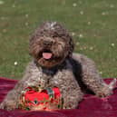 Lagotto Romagnolo Savvy at the launch of Crufts 2025