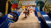 Inside Soft Paws play area with a huge ball pit and slide