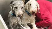 Two Bedlington Terriers being groomed at a dog spa