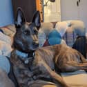 Mia the Dutch Shepherd.