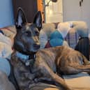Mia the Dutch Shepherd.