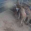 Baby giraffe.