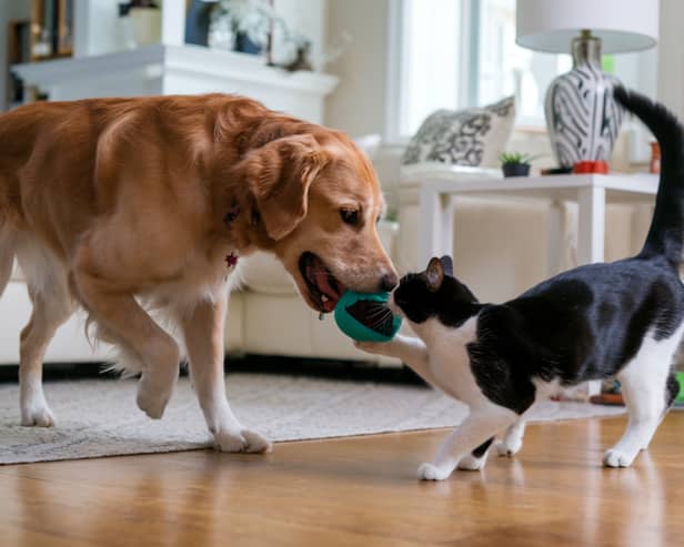 Pets can improve owners' health and give a mood boost 