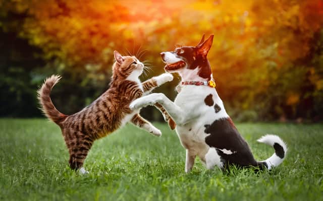 Dog owners were also more likely to make lifestyle changes than cat owners