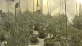 £4.5m drug operation consisting of  75 cannabis farms uncovered.