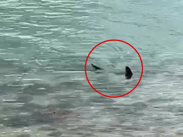 Massive shark circles waters off UK coast.