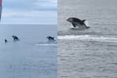 Killer whales breach off the coast of Scotland.