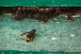 How to treat an Asian hornet sting after a rise in sightings across the UK.