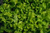 Lettuce water is once again growing in popularity on social media.