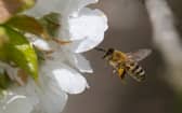 Around 10 people die in the UK every year from bee and wasp stings.