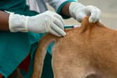 Should you be worried about rabies when on holiday?
