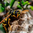 Allergic reactions to wasp stings can be fatal.