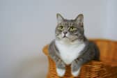 Cats can sometimes become distressed when left home alone for too long. 