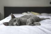 Scientists believe that cats may be able to offer us insight on how to help patients with Long Covid. 