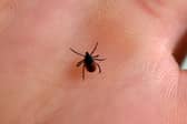 Latest reports show there was more than 1,500 cases of Lyme disease in 2024.