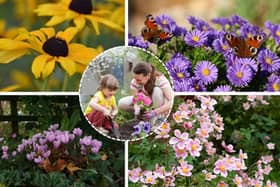(Clockwise from top left) Rudbeckia, asters, Japanese anemone, and cyclamen are all late-blooming flowers the National Trust recommends planting in autumn