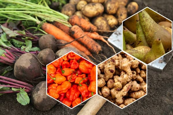 From chillies to pears, beets to Jerusalem artichokes, there are plenty of exciting fruits and veggies in season now