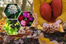 November is the best month to get a few different plants in the ground, including tulip bulbs for next spring