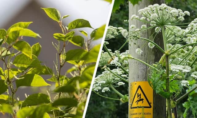 Japanese knotweed (left) and giant hogweed can both cause you big problems